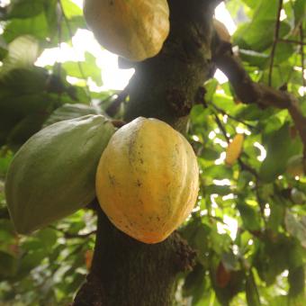 Cacao pods on a tree